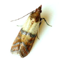 Indianmeal Moth Mating Disruption 